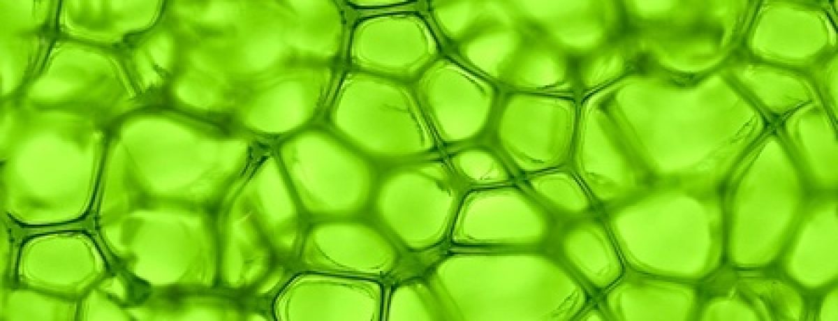 Grüne Smoothies oder die heilende Kraft des Chlorophylls